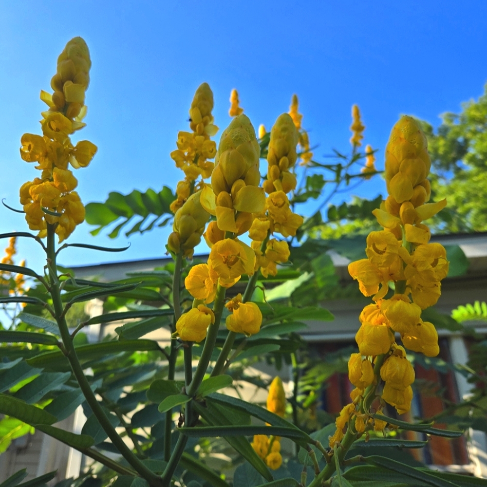 Cassia Alata Senna CANDLESTICK plant - 25 SEEDS